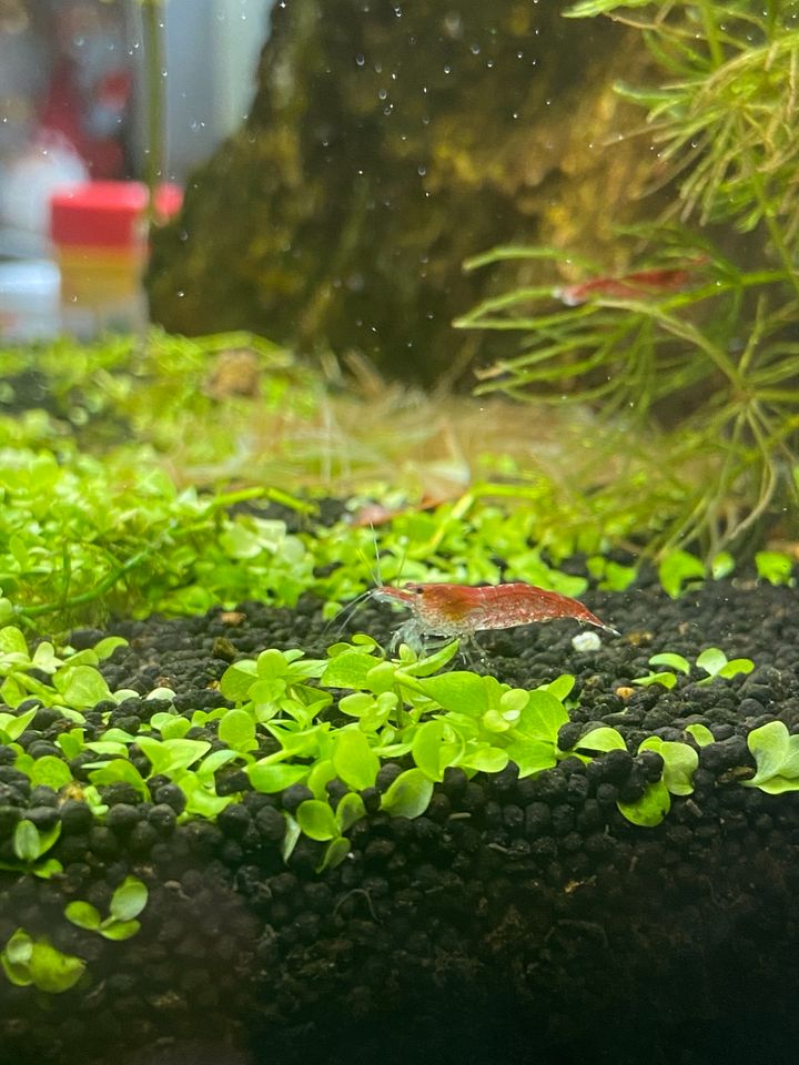 Neocaridina Zwerggarnelen „Red Fire“ in Longkamp