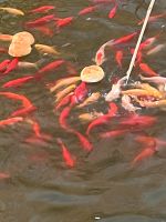 Goldfische wild Bayern - Baierbach Vorschau