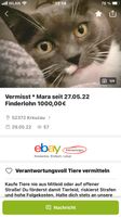 Katze MARA entlaufenen 1500 Euro Belohnung Nordrhein-Westfalen - Kreuzau Vorschau
