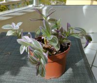 Tradescantia Sweetness Bayern - Landshut Vorschau