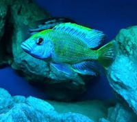 Nimbochromis Venustus Malawi Räuber Mecklenburg-Vorpommern - Gützkow Vorschau