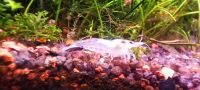 ⭐White Pearl Garnele, Neocaridina palmata, Weiße Garnele / 1€*⭐ Rheinland-Pfalz - Minfeld Vorschau