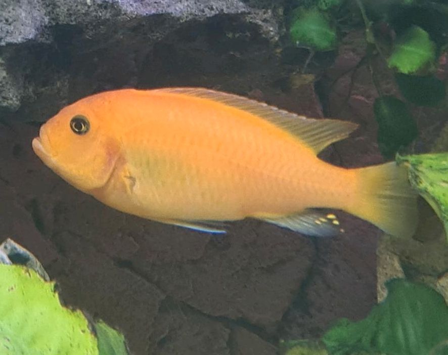 Red Zebra Cichlid (Maylandia estherae) Malawi Barsch in Leverkusen