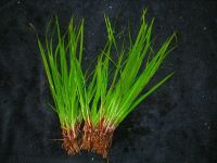 Cypern Gras-Cyperus Helferi 10 Pflanzen mit Wurzeln Wuppertal - Vohwinkel Vorschau