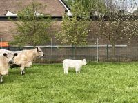 Galloway Kühe mit Kalb Nordrhein-Westfalen - Gütersloh Vorschau