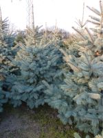 Blaufichten Edeltannen Nordrhein-Westfalen - Langenfeld Vorschau