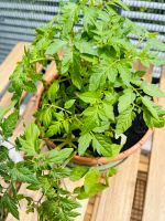 Cherry tomato saplings Mitte - Wedding Vorschau