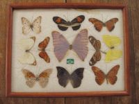 *** Vintage Schmetterlinge Rahmen * Schmetterlinge "Schaukasten" Niedersachsen - Uelzen Vorschau