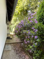 Rhododendron und diverse Bäume / Pflanzen Osnabrück - Hasbergen Vorschau