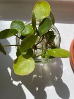 Pilea Ableger Niedersachsen - Wolfsburg Vorschau