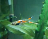 Endler Guppy Thüringen - Elgersburg Vorschau