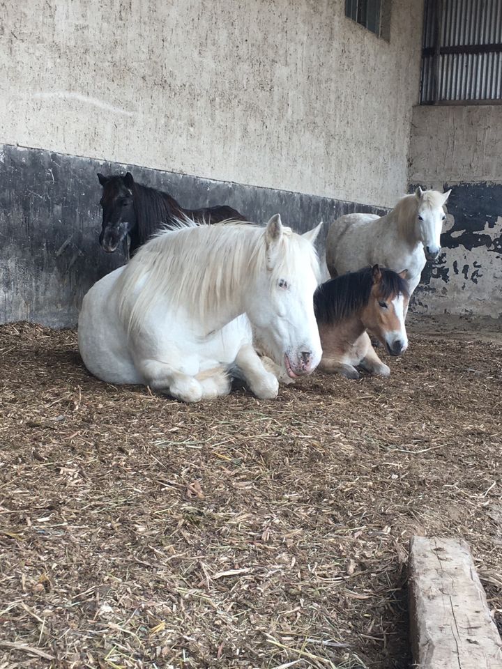 Offenstall hat noch Platz, Offenstallplatz, Pferd ,Pony ,Stall in Arnstein