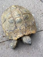 Landschildkröte seit Ende Juni vermisst Nordrhein-Westfalen - Mönchengladbach Vorschau