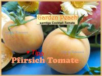 ♥ Pfirsich Tomate Garden Peach Samen samenfest Gemüse Tulpenstolz Eimsbüttel - Hamburg Schnelsen Vorschau