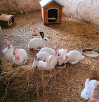 Kaninchen abzugeben Sachsen - Grünhainichen Vorschau