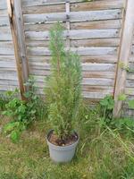 Thuja Lebensbaum grün Tanne Pflanze Hecke Brandenburg - Beelitz Vorschau