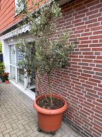 Olivenbaum Nordrhein-Westfalen - Bocholt Vorschau