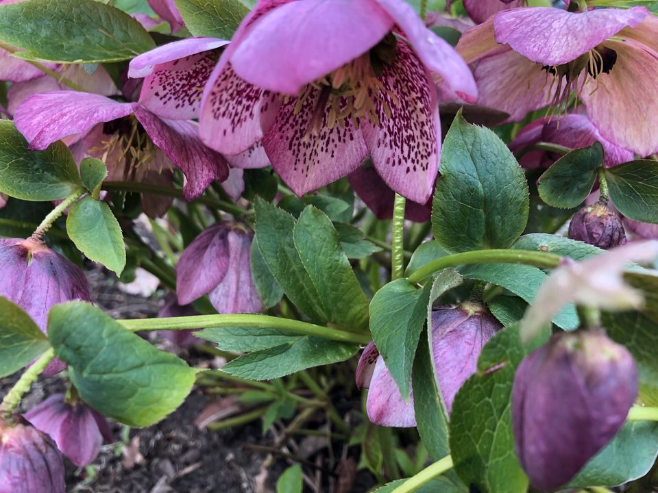 Christrose, Lenzrose, Helleborus Jungpflanzen, dunkelrosa in Stadtbergen