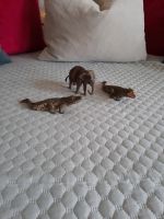 Schleich Tiere 3 Stk. Bayern - Isen Vorschau