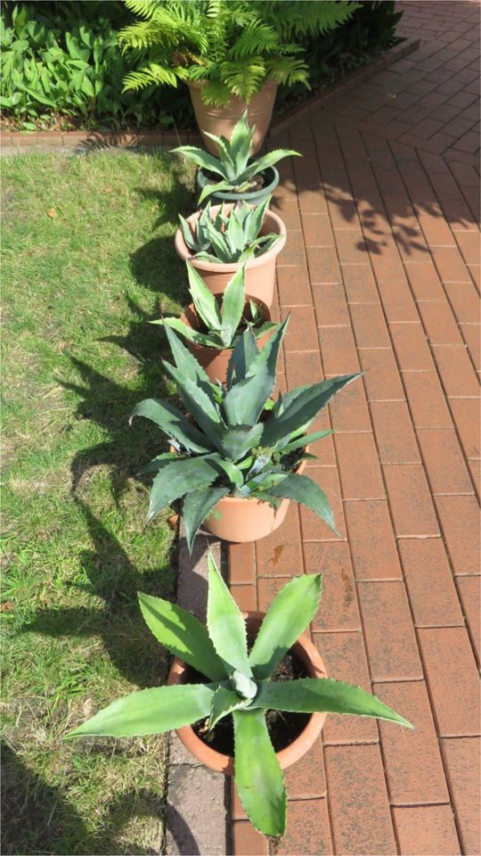 Agave Kaktus mit Topf in Wildeshausen