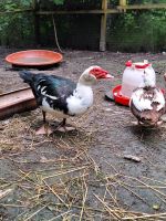 Warzenenten Erpel plus Ente Thüringen - Eisfeld Vorschau