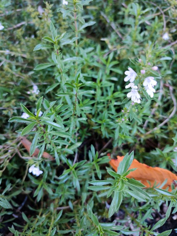 Gartenpflanzen und -blumen in Bad Saulgau