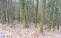 Waldgrundstück bei Kirchzell (Bayern) zu verkaufen Hessen - Reichelsheim (Odenwald) Vorschau