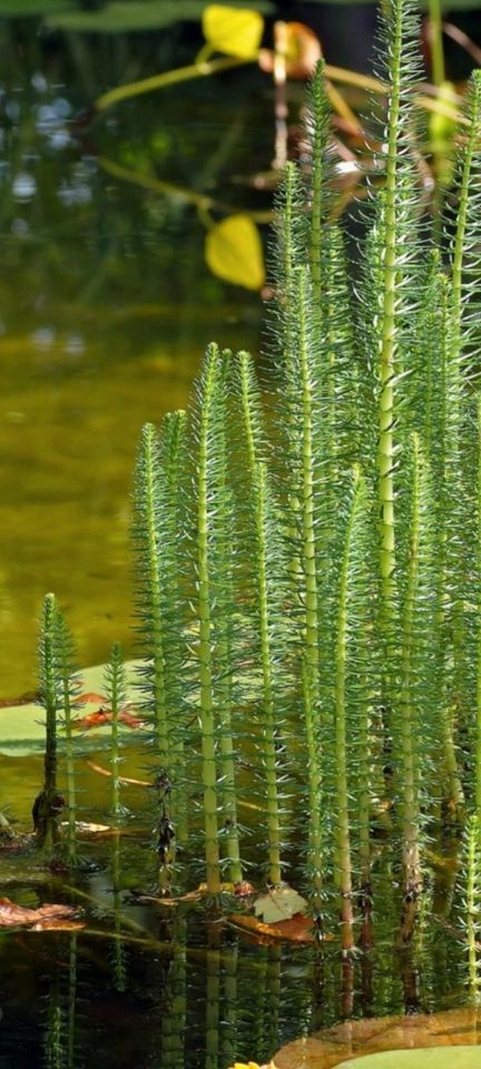 Tannenwedel Wasserpflanzen Gartenteich Biotop in Emsdetten