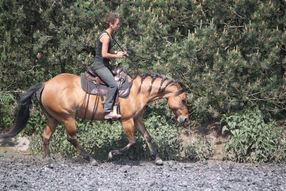 Reitbeteiligung Kostenbeteiligung ODER Mithilfe in Hoisdorf 