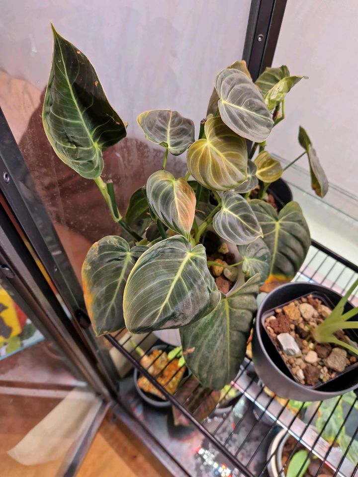 Philodendron Melanochrysum in Ismaning