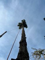 Baumpflege,Baumfällung,Gartenpflege,GalaBau,Baggerarbeiten Rheinland-Pfalz - Kandel Vorschau