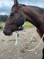 Hackamore von Brockamp Bayern - Altenstadt Vorschau