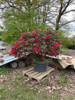 Rhododendron Pflanze Nordrhein-Westfalen - Siegen Vorschau