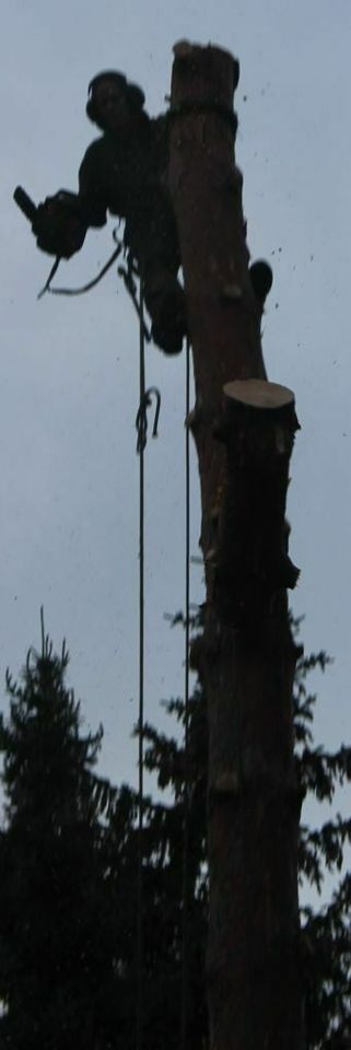 Wiesenburg: Baum-Fällungen auch stückweise in Wiesenburg/Mark