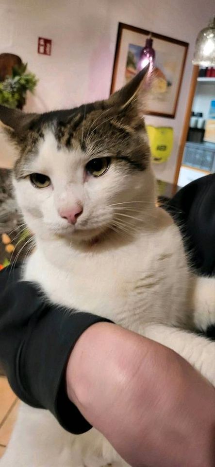 Frederick sucht ein Zuhause (Kater) in Ingelfingen