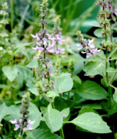 Bio - Vanillebasilikum - Pflanzen, OCIMUM AMERICANUM X BASILICUM in Hamburg