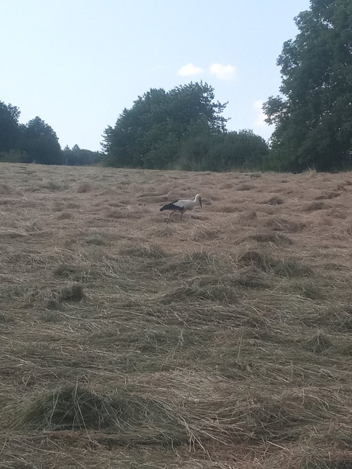 Heuballen kleine HD Ballen Pferdeheu ungedüngt, auch Stroh in Hüttenberg