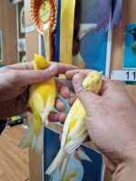 Gelbe Kanarienvögel (mit&ohne Haube) Baden-Württemberg - Sindelfingen Vorschau