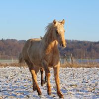 Tolle Quarter Horse Stute, Jährling Bayern - Offenhausen Vorschau