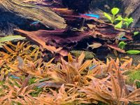 3x Cryptocoryne wendtii brown brauner Wasserkelch Wasserpflanze Nordrhein-Westfalen - Oberhausen Vorschau