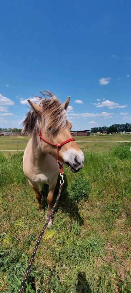 Pflege-/Reitbeteiligung auf lieber Fjordstute in Ludwigsfelde