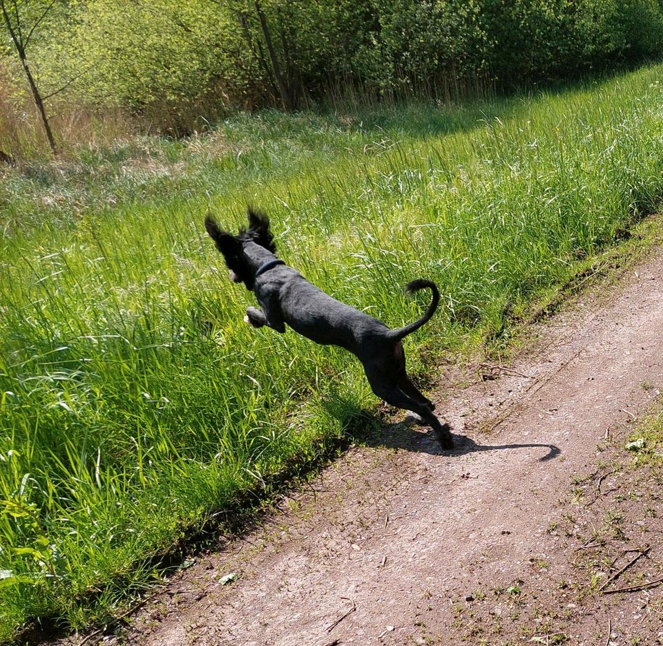 Border Strobel Mix in Herxheim bei Landau/Pfalz