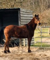 Pflege-/Reitbeteiligung (❤️ Pferd sucht) Wandsbek - Hamburg Bergstedt Vorschau