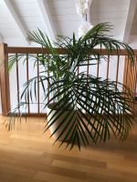 Zimmerpflanze Palme mit Übertopf wg. Umzug Baden-Württemberg - Isny im Allgäu Vorschau