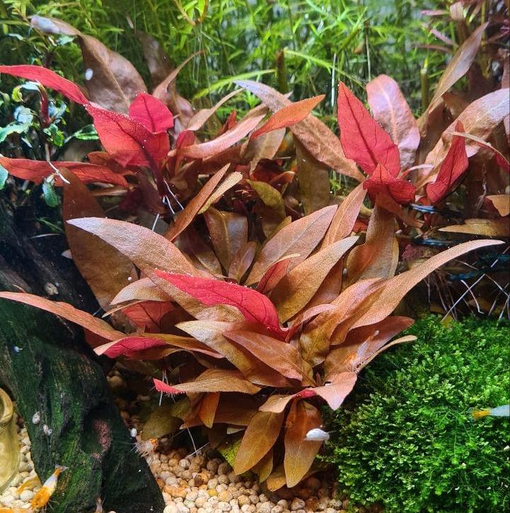 Alternanthera reineckii 'Mini' Papageienblatt Aquariumpflanze in Bünde