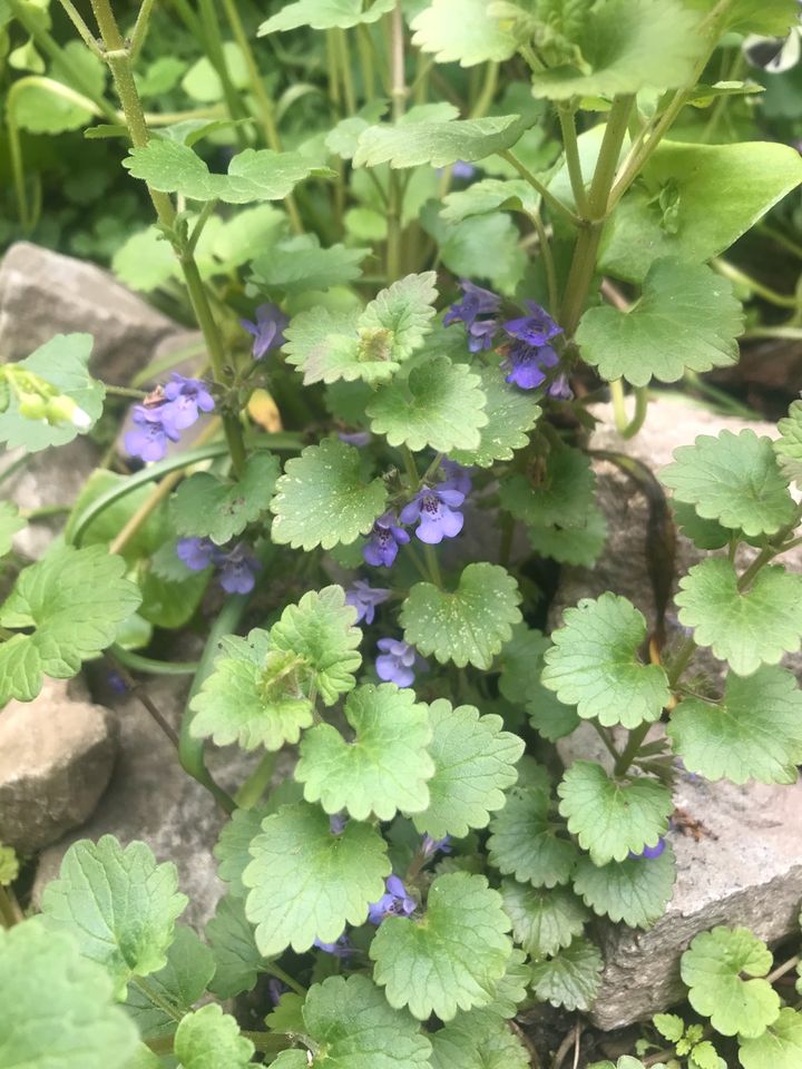 Bienenfreundliche Stauden, Blumen, Pflanzen, 10 Pfl. f. 15Euro in Bad Honnef