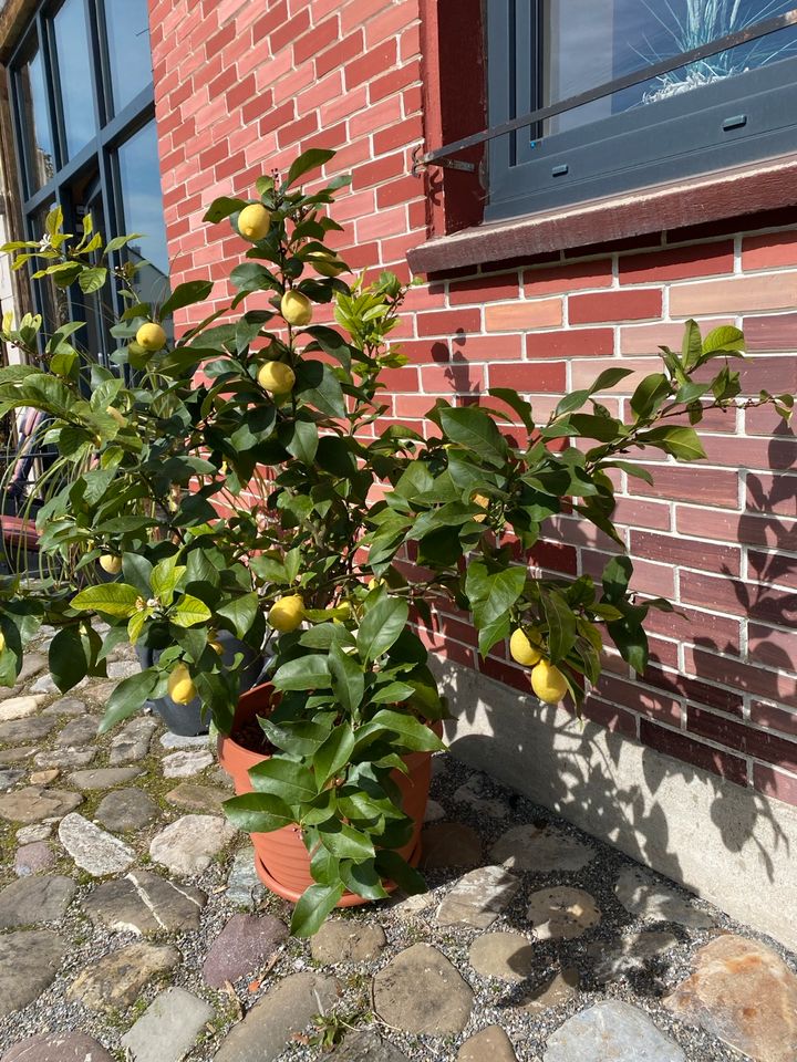 Großer Zitronenbaum mit vielen Früchten in Bad Saulgau