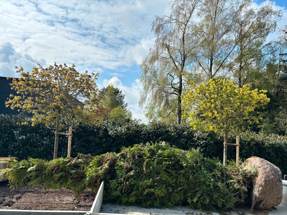 Thuja occidentalis Brabant in Bad Waldsee