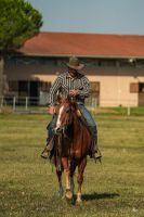 Quarter Horse Mix Wallach Bayern - Bad Endorf Vorschau