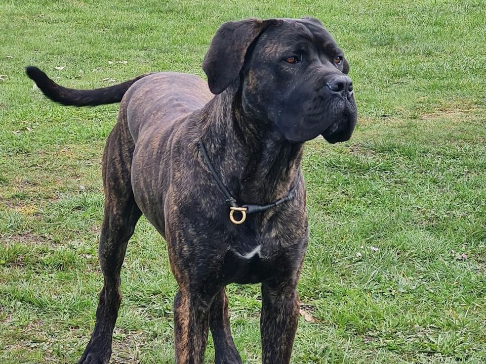 VDH Cane Corso Rüde sucht neue Familie in Süderholz